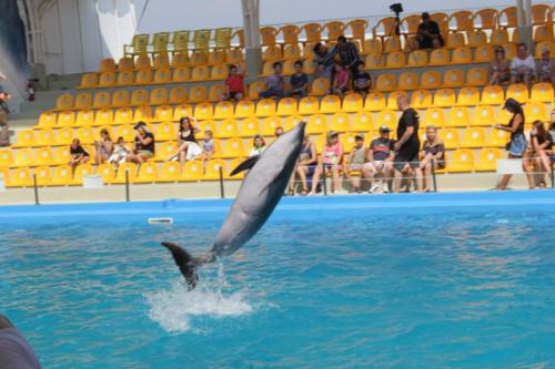 Ukraina - delfiny w delfinarium Nero